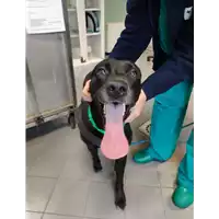 Foto dell\'animale cane - Matr. 2021/2192 - Microchip 380260044446021