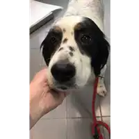 Foto dell\'animale cane - Matr. 2021/2196 - Microchip 380260040990099