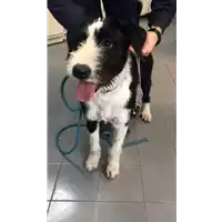Foto dell\'animale cane - Matr. 2021/2197 - Microchip 380260044446101