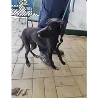 Foto dell\'animale cane - Matr. 2021/2198 - Microchip 380260101766452