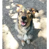 Foto dell\'animale cane - Matr. 2021/1721 - Microchip 380260044437384