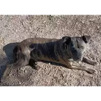 cane - Matr. 2018/2110 - Microchip 380260042267198