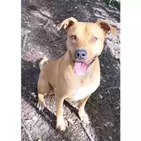 Foto dell\'animale cane - Matr. 2021/1487 - Microchip 380260044476436
