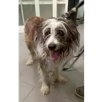 Foto dell\'animale cane - Matr. 2021/2202 - Microchip 380260080033957