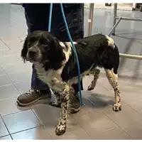 Foto dell\'animale cane - Matr. 2021/2203 - Microchip 380260120177357