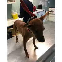 Foto dell\'animale cane - Matr. 2021/2204 - Microchip 380260044446663