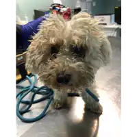 Foto dell\'animale cane - Matr. 2021/2205 - Microchip 380260140098948