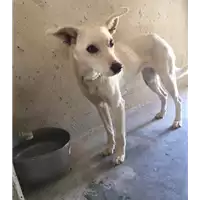 Foto dell\'animale cane - Matr. 2017/0864 - Microchip 380260002561494