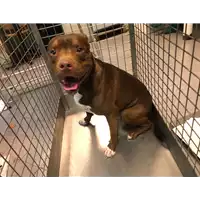 Foto dell\'animale cane - Matr. 2021/2207 - Microchip 937010000011745
