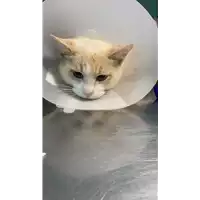 Foto dell\'animale gatto - Matr. 2021/2208 - Microchip 380260044446567
