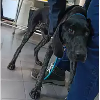 cane - Matr. 2021/2210 - Microchip 380260044446247