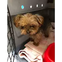 Foto dell\'animale cane - Matr. 2021/2212 - Microchip 953000010050081