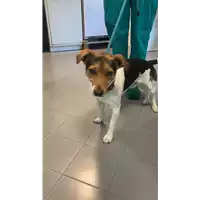 Foto dell\'animale cane - Matr. 2021/2214 - Microchip 380260101160132