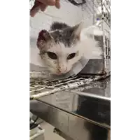 Foto dell\'animale gatto - Matr. 2021/2216 - Microchip 380260044446361
