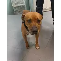 Foto dell\'animale cane - Matr. 2021/2217 - Microchip 380260080328407