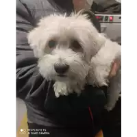 Foto dell\'animale cane - Matr. 2021/2222 - Microchip 380260002587312