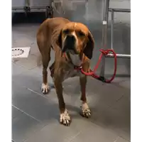 Foto dell\'animale cane - Matr. 2021/2224 - Microchip 380260044446277