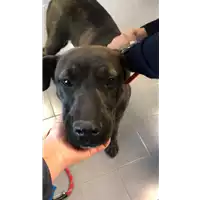 Foto dell\'animale cane - Matr. 2021/2226 - Microchip 380260044446686