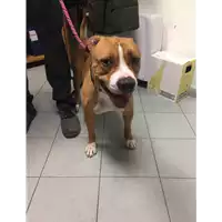 Foto dell\'animale cane - Matr. 2021/2225 - Microchip 941000019025269