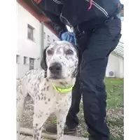 Foto dell\'animale cane - Matr. 2021/2228 - Microchip 380260044446912