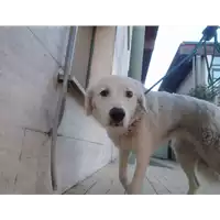 Foto dell\'animale cane - Matr. 2021/2229 - Microchip 380260101740586