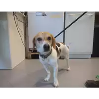 Foto dell\'animale cane - Matr. 2021/2231 - Microchip 380260044446022