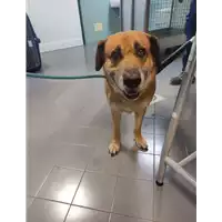 Foto dell\'animale cane - Matr. 2021/2233 - Microchip 380260044580052