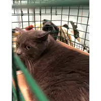 Foto dell\'animale gatto - Matr. 2021/2234 - Microchip 380260044437071