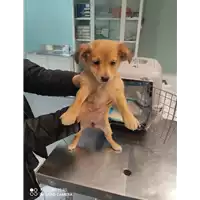 Foto dell\'animale cane - Matr. 2021/2238 - Microchip 380260044579905