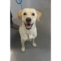 Foto dell\'animale cane - Matr. 2018/0375 - Microchip 380260043507053