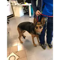 Foto dell\'animale cane - Matr. 2021/2240 - Microchip 380260101287142