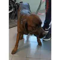Foto dell\'animale cane - Matr. 2021/2244 - Microchip 380260160119547