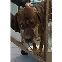 Foto dell\'animale cane - Matr. 2021/2245 - Microchip 380260160119550
