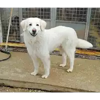 Foto dell\'animale cane - Matr. 2021/2250 - Microchip 380260044579927