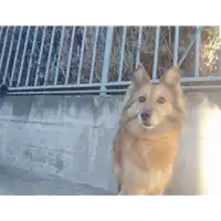 Foto dell\'animale cane - Matr. 2021/2251 - Microchip 380260020097078
