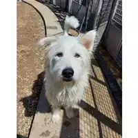 Foto dell\'animale cane - Matr. 2021/2254 - Microchip 380260044579370