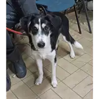 Foto dell\'animale cane - Matr. 2021/2256 - Microchip 380260044579257