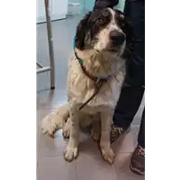 Foto dell\'animale cane - Matr. 2021/2260 - Microchip 380260044579849