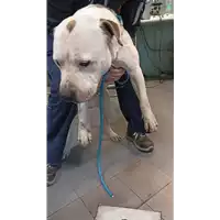 Foto dell\'animale cane - Matr. 2021/2257 - Microchip 380260101797943