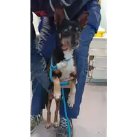 Foto dell\'animale cane - Matr. 2021/2258 - Microchip 380260044579961