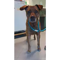 Foto dell\'animale cane - Matr. 2021/2259 - Microchip 380260000833702