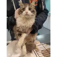 Foto dell\'animale gatto - Matr. 2021/2262 - Microchip 380260044579967