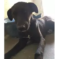 Foto dell\'animale cane - Matr. 2017/0871 - Microchip 380260043148355