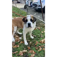 Foto dell\'animale cane - Matr. 2021/2264 - Microchip 380260044579995