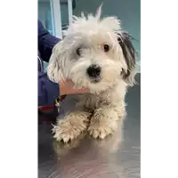 Foto dell\'animale cane - Matr. 2021/2265 - Microchip 380260044446437