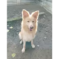 Foto dell\'animale cane - Matr. 2021/1827 - Microchip 380260044446110