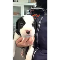 Foto dell\'animale cane - Matr. 2021/2269 - Microchip 380260044446574