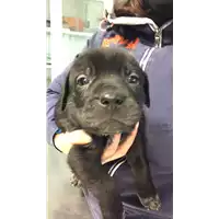 Foto dell\'animale cane - Matr. 2021/2272 - Microchip 380260044446102
