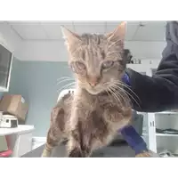 Foto dell\'animale gatto - Matr. 2021/2276 - Microchip 380260044446495
