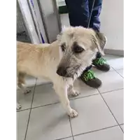 Foto dell\'animale cane - Matr. 2021/2275 - Microchip 380260101979174